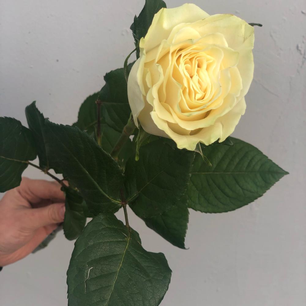 РОЗА PREMIUM Mondial 60 см (Эквадор) РОЗА PREMIUM Mondial 60 см (Эквадор)